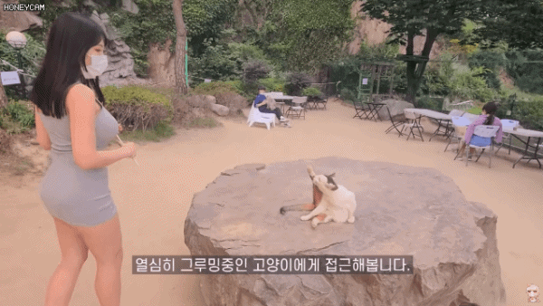 고양이 카페 놀러간 아프리카 여캠